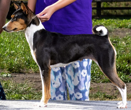 Fopaws Lukuru Wyrd Sister At Kinetic