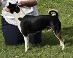 Kinetic Lukuru Wyrd And Wyld With Fopaws