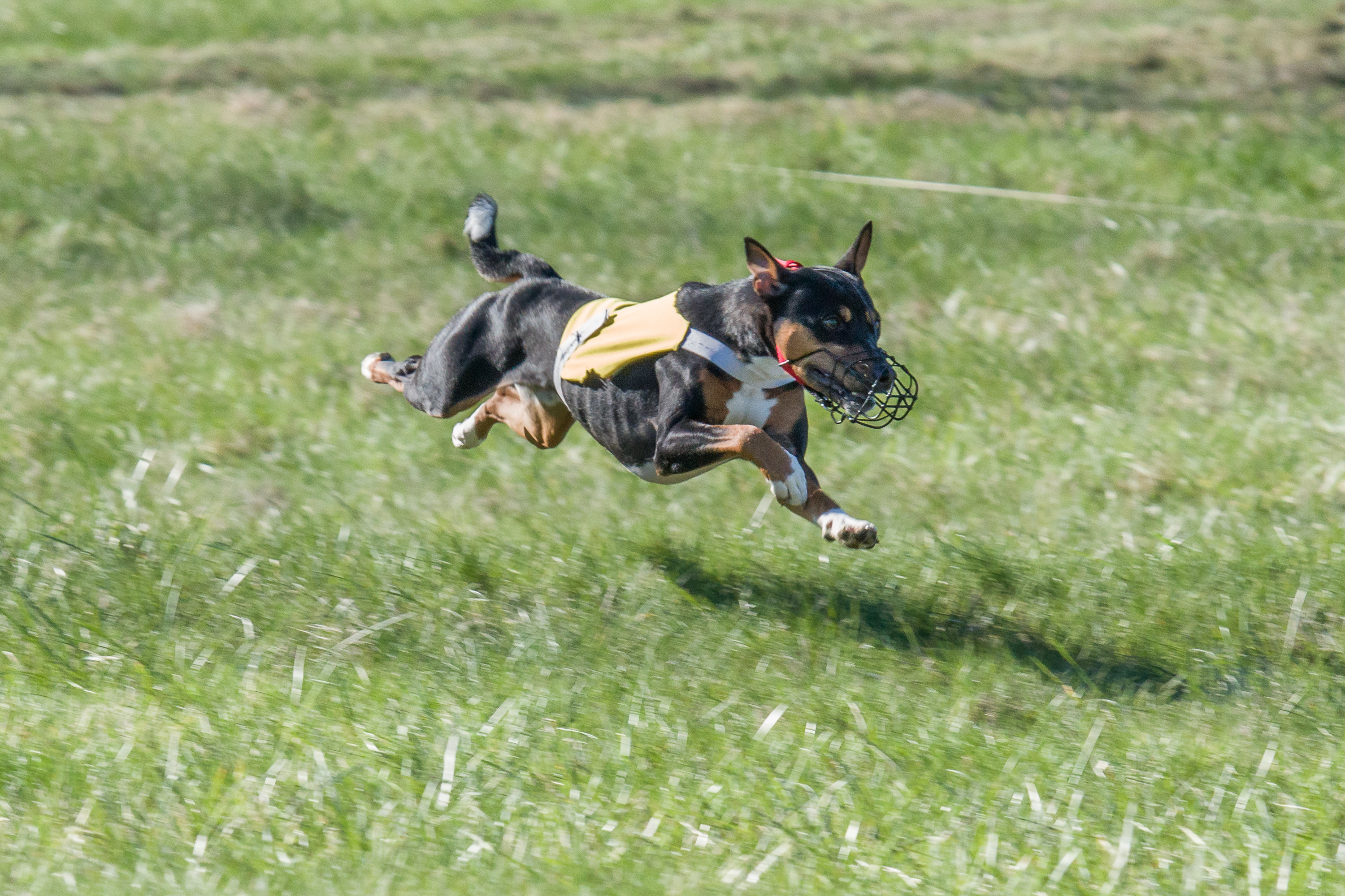Kibushi Gugu Diospyros