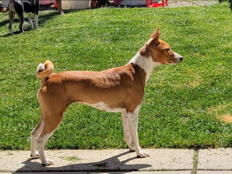 Kinetic Fopaws Witch Abroad Lukuru