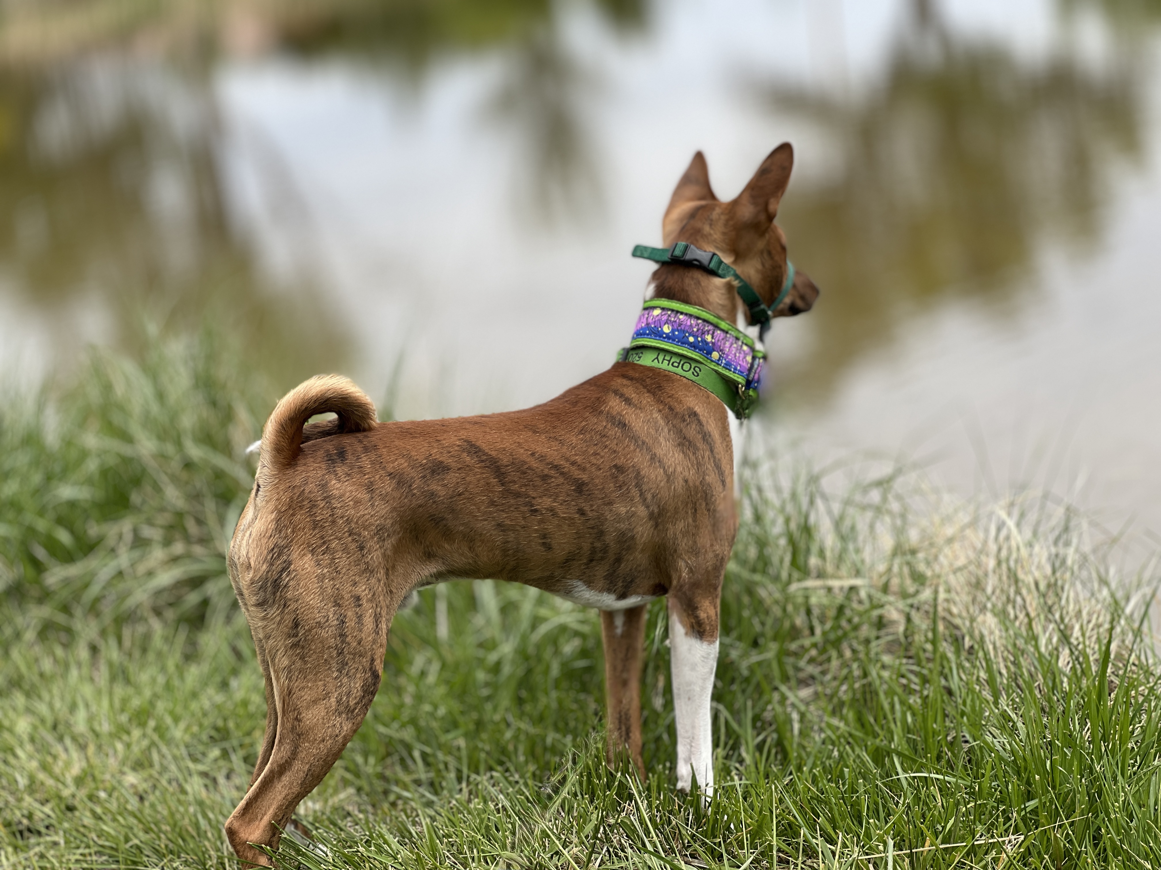 Sinbaje's Trueheart Demosophy