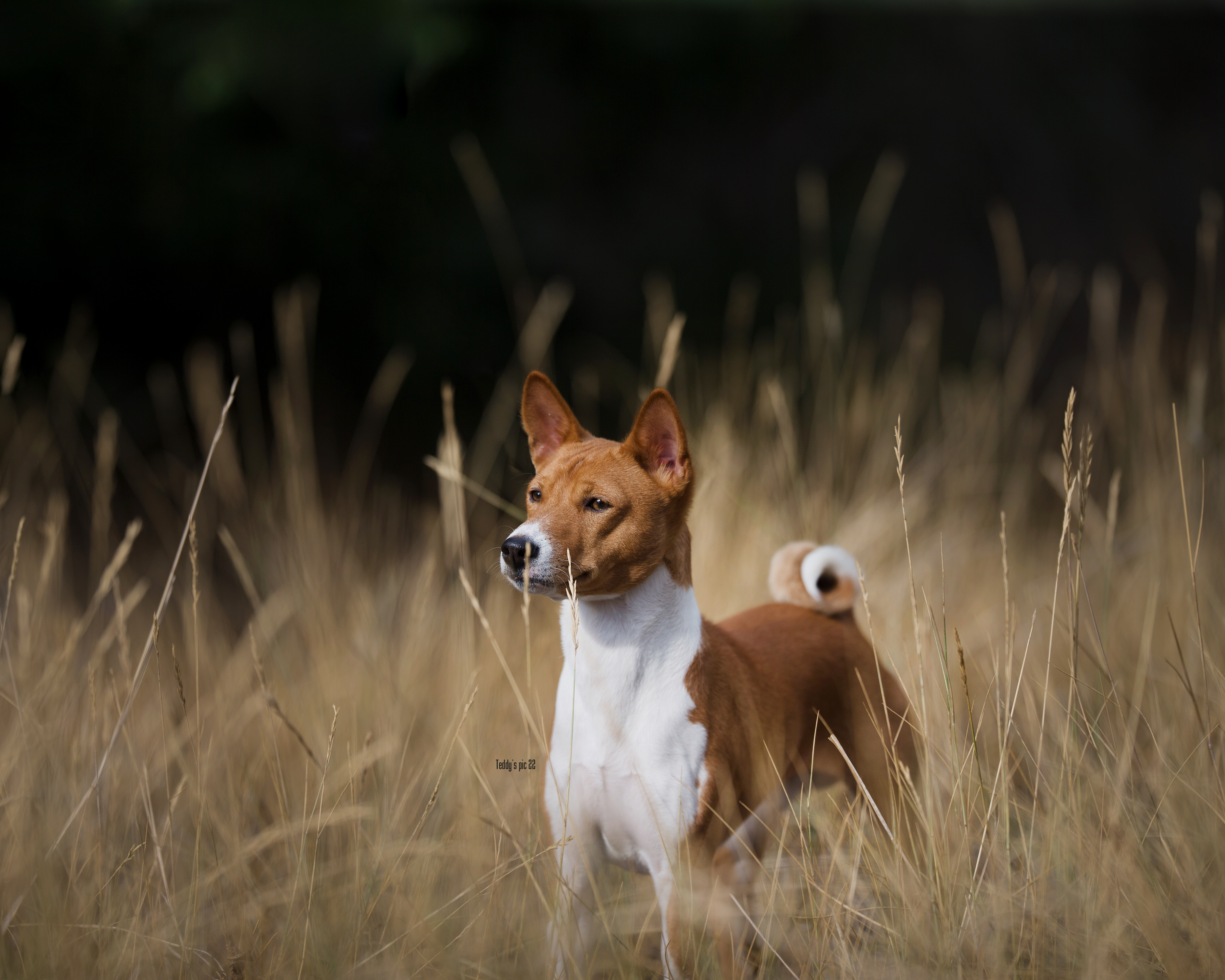 Ture's Stuff Dreams Are Made Of