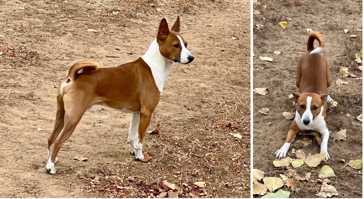 Avongara Ntomba SkyHi Revolution